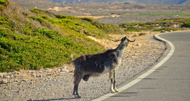 Goat in a small road in Greece