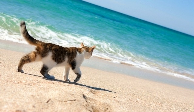 Un gatto che cammina su una tranquilla spiaggia sabbiosa a Formentera