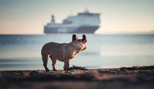 Buldog francuski w porcie w Barcelonie obserwuje odpływający prom