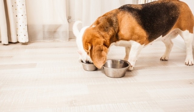 Ein Hund und eine Katze teilen sich einen Fressnapf in einer Haustierkabine