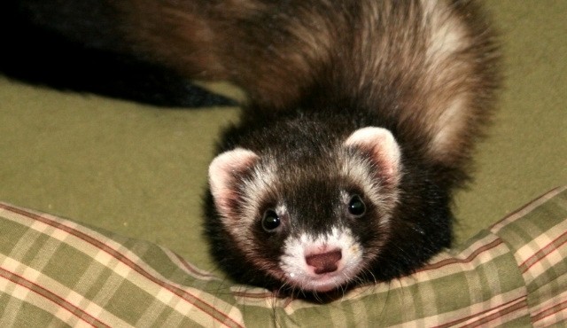 Ferret lying on a pillow on board the ferry