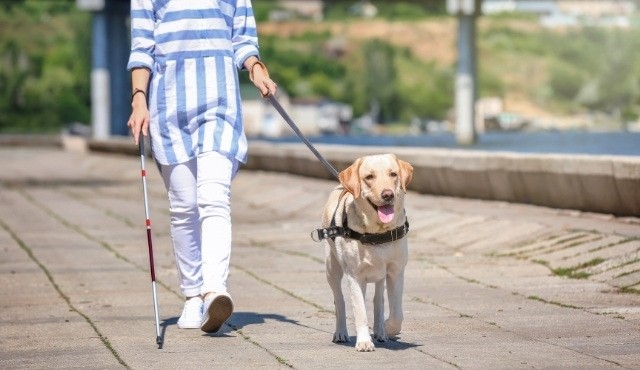 Un cane guida che accompagna una persona non vedente al terminal dei traghetti