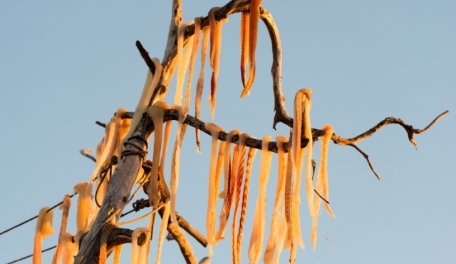 Peix sec séchant sur des branches d’arbre