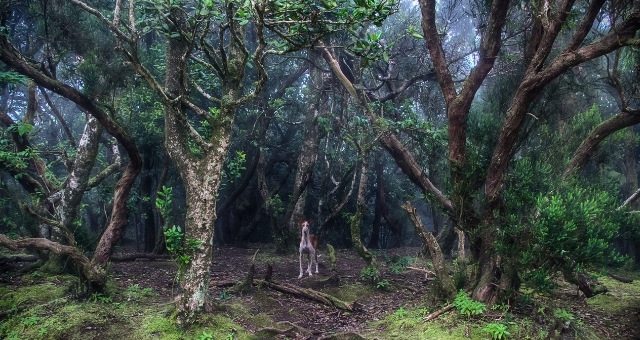 Um cão parado entre os troncos das árvores da floresta Anaga, em Tenerife