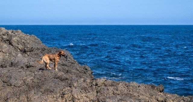 A dog on the edge of a cliffside beach in Tenerife, Canaries, Spain