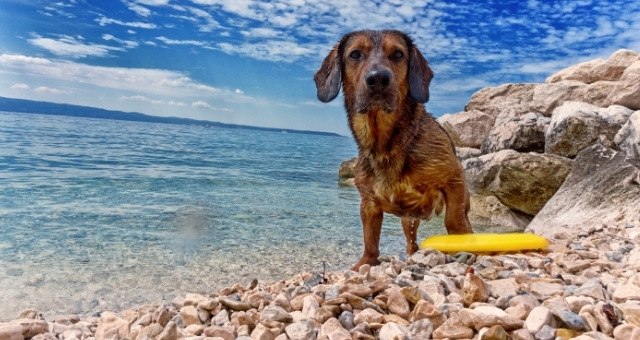 Pies z żółtym frisbee na plaży z krystalicznie wodą na Teneryfie