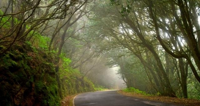 Road passing through the laurel forest in La Gomera, Spain