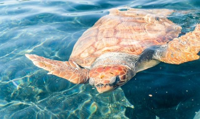 Sea turtle underwater in Fuerteventura in the Canary Islands