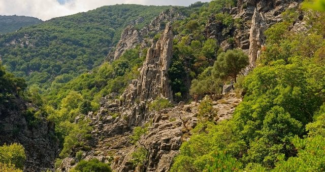 Forest in Samothrace, Greece