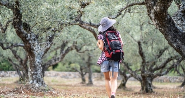 Olive grove in Lesbos