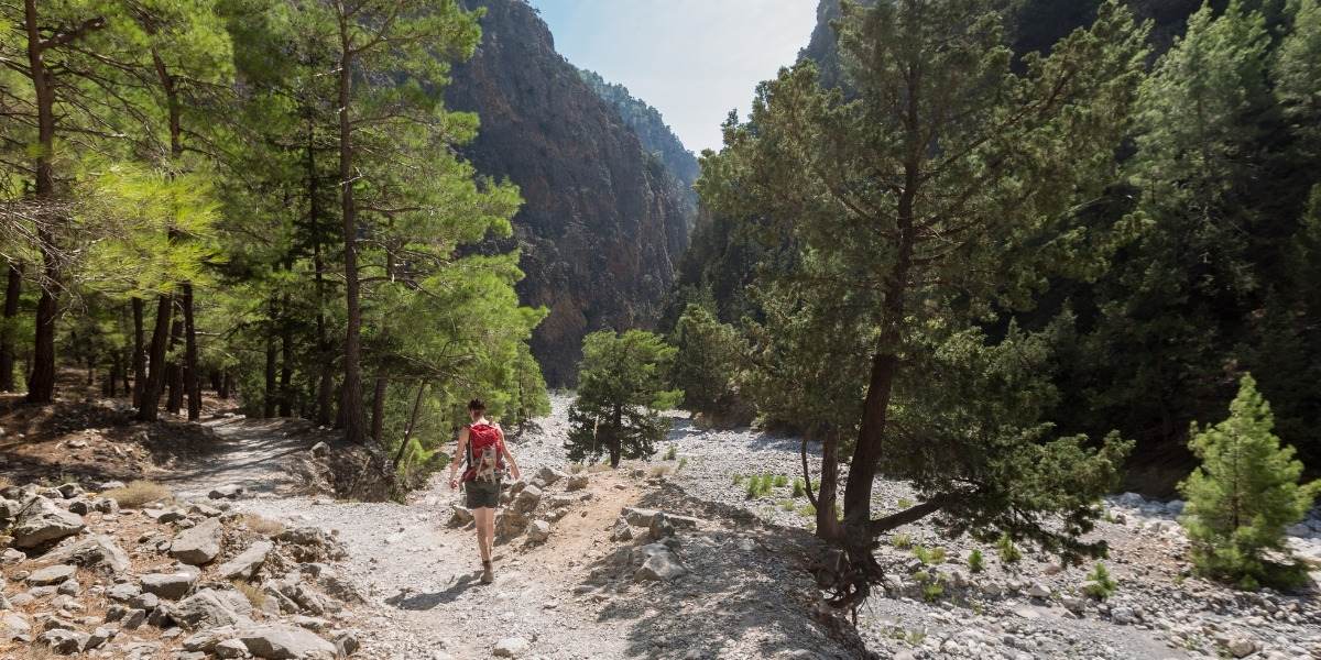 Δάσος στο φαράγγι της Σαμαριάς στην Κρήτη