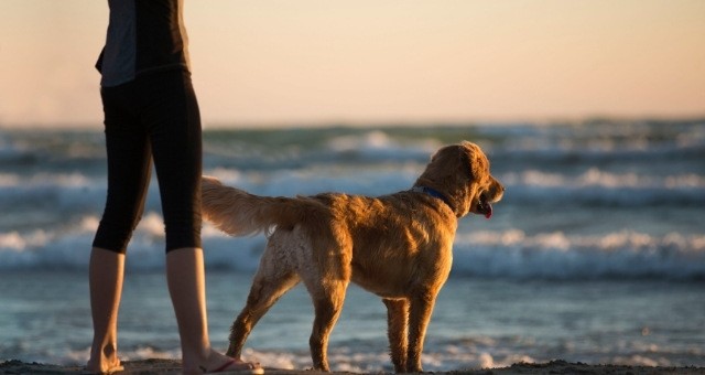 Perro en la playa de Bocabarranco durante la puesta de sol