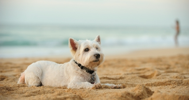 Un cagnolino sdraiato sulla sabbia di Playa de Guacimeta a Lanzarote