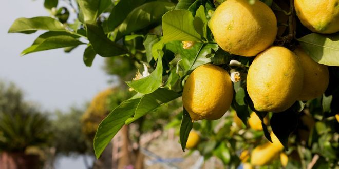 Albero di limoni sulla Costa d’Amalfi