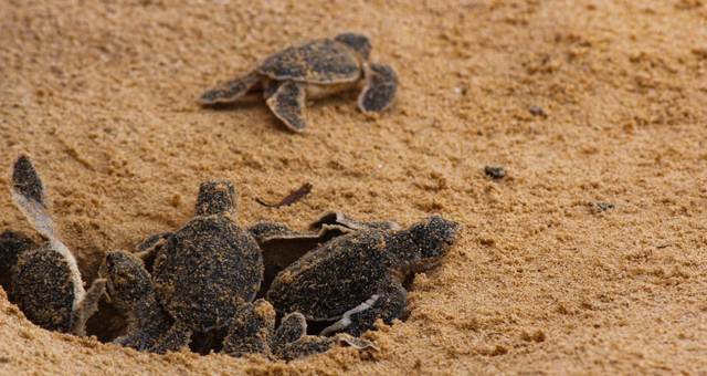 Baby turtles hatch on beach