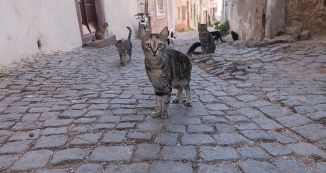 Gatti randagi in una strada asfaltata di Ayvalik, Turchia