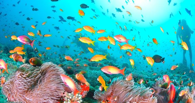 Scuba divers exploring a coral reef in Spain