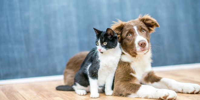 Cane e gatto fanno amicizia in nave