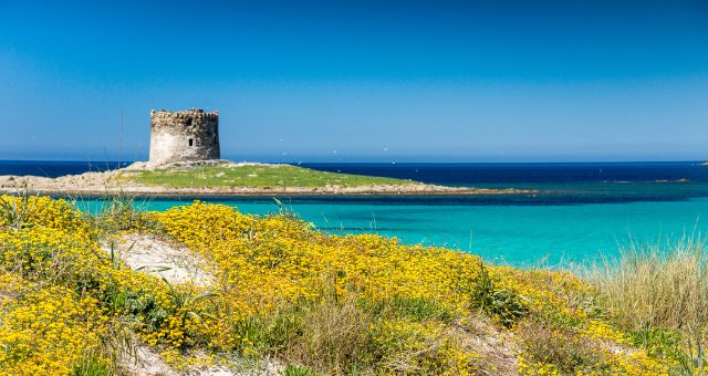 Photo of a colorful wildflower with the Pelosa Tower visible in the background in Sardinia, Italy