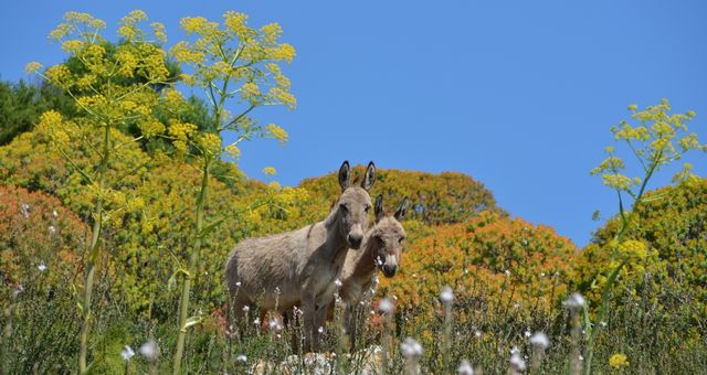 Asinelli selvatici del Parco Nazionale dell’Asinara, in Sardegna