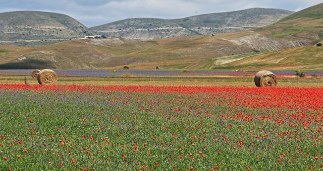 The flowering meadows of Castelluccio di Norcia, in the Monti Sibillini National Park, Italy