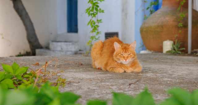 Kot cieszący się spokojem w zimie na greckiej wyspie