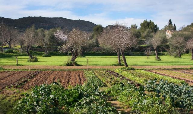 Amandiers en fleurs dans un jardin de Majorque