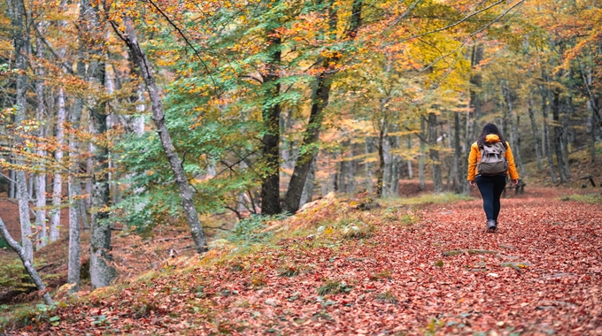 Trekking tra i boschi delle Foreste Casentinesi in autunno