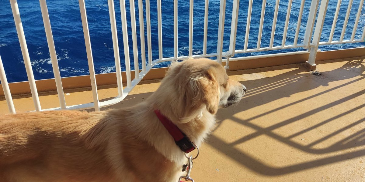 A Guide to Ferry Travel with a Pet in Greece Ferryhopper