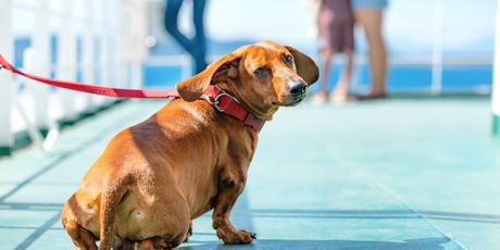 Travelling with your dog by ferry from the UK to Spain