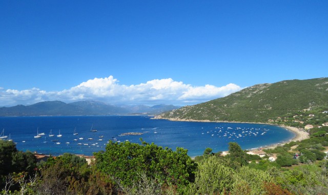 Fitta vegetazione mediterranea che circonda la spiaggia di Campomoro, in Corsica