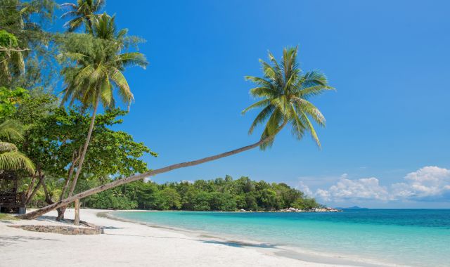 Tropical beach with a leaning palm tree, Bintan, Indonesia