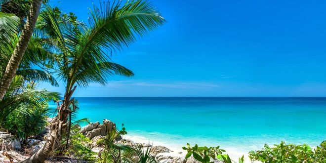 Palm trees and tropical vegetation along a sandy white beach in Phuket near turquoise waters