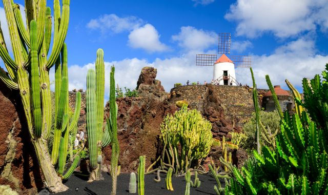 View of cactus garden and windmill in Lanzarote, Canary Islands, Spain