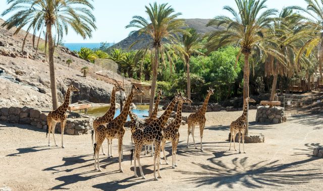 Giraffes at Oasis Wildlife Park in Fuerteventura, Canary Islands, Spain