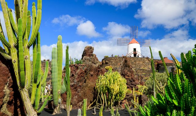 View of a cactus garden and mill on Lanzarote, Canary Islands, Spain