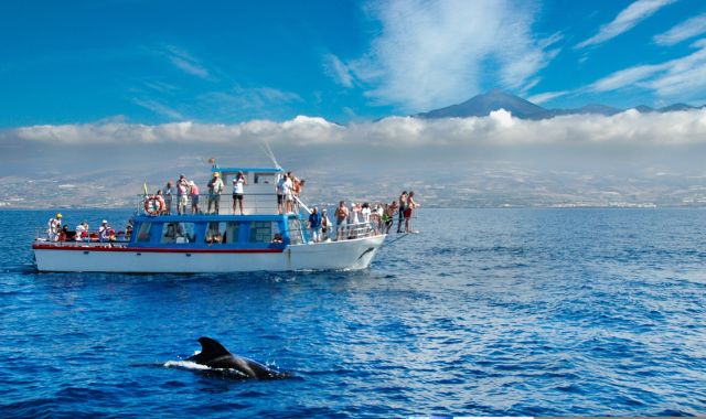 Whale witching tour in Los Gigantes, Tenerife, Canary Islands, Spain