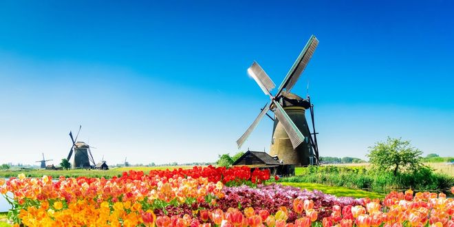 View of traditional windmill and tullips in Kinderdijk, Netherlands