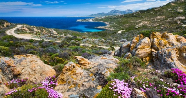 Pink flowers and rugged coastline overlooking a blue bay in Calvi, Corsica, France