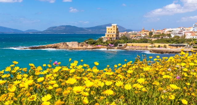 Yellow wildflowers overlooking the turquoise Mediterranean Sea in Alghero, Sardinia, Italy