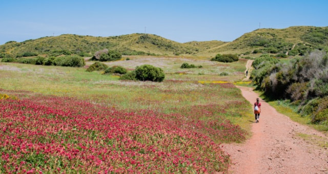 A hiker walking along a dirt path through fields of pink flowers in Menorca, Spain