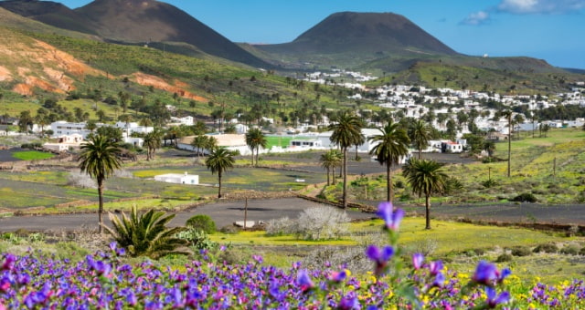Palm trees and white houses in the valley of Haría under mountains in Lanzarote, Spain