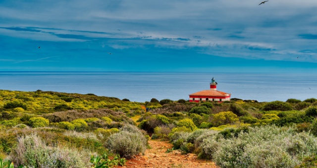 Lighthouse standing amidst green Mediterranean scrub on Giannutri island, Italy