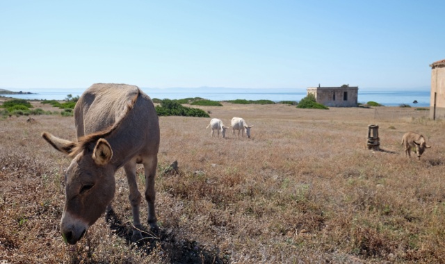 Esel im Asinara-Nationalpark