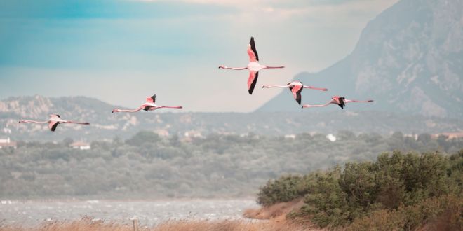 Rosa Flamingos über der Lagune von San Teodoro in Nordsardinien