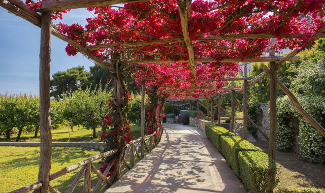 View of path covered with red bougainvillea in Capri, Italy