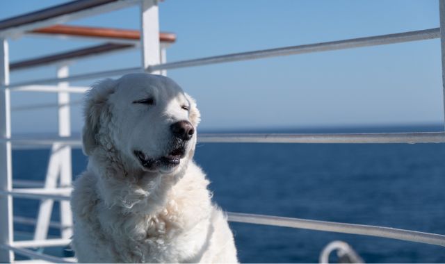 Cane sul ponte di un traghetto
