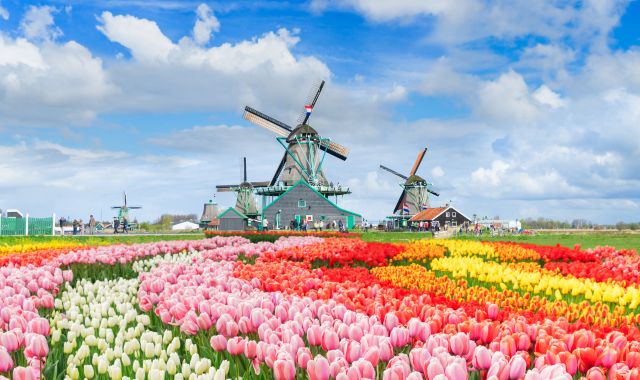 Traditional Dutch windmills and canal in Zaanse Schans, Netherlands