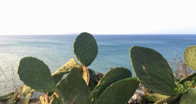 Prickly pear and sea in Anafi