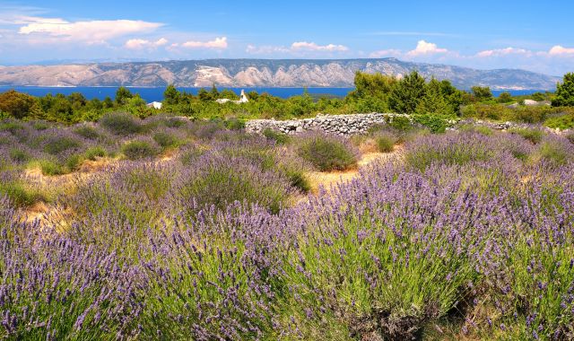 Campos de lavanda en la isla de Hvar con vistas al mar Adriático al fondo